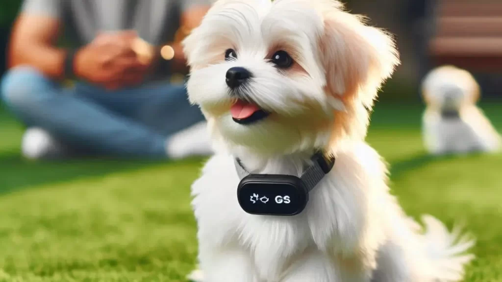 Coleiras com GPS para cães pequenos